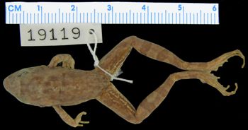 Media type: image; Herpetology A-19119